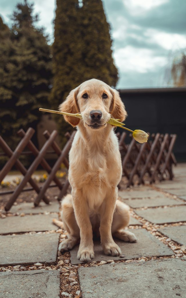 Cachorro golden retriever deitado — primeiros passos para fazer seu pedido no pet shop