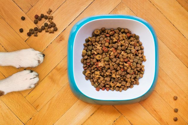 Ração para cães e gatos — como escolher a ideal para seu pet